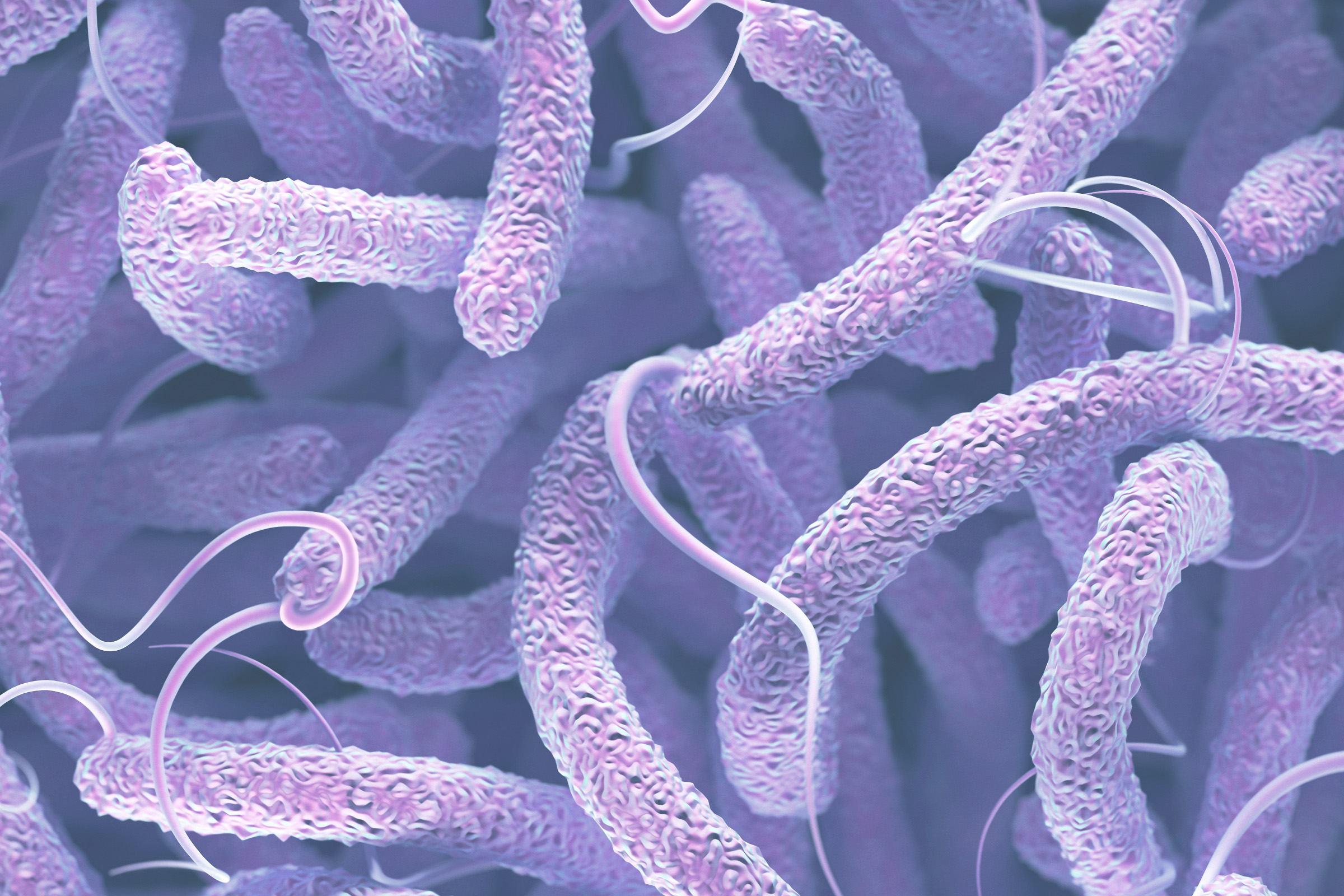 Image of cholera bacteria stained purple